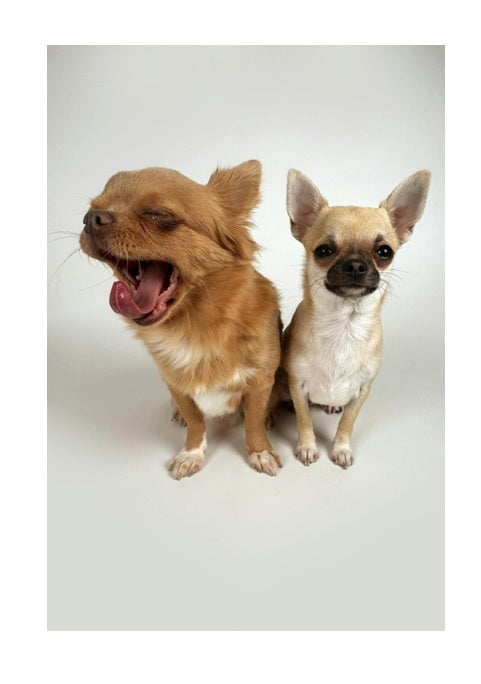 Calendario 2026 Perros - Planificador Digital PDF