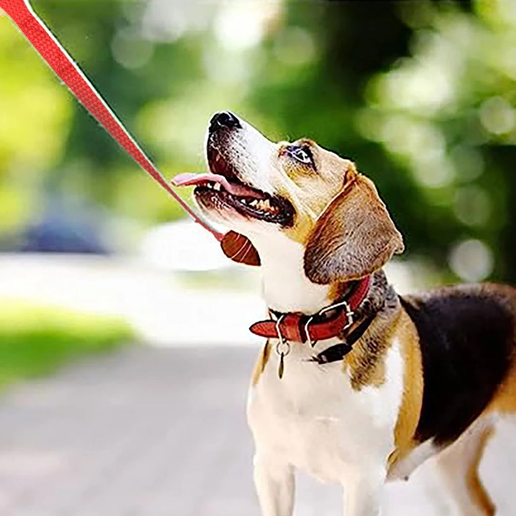 Correa Entrenamiento Larga Perros 3M 5M 10M